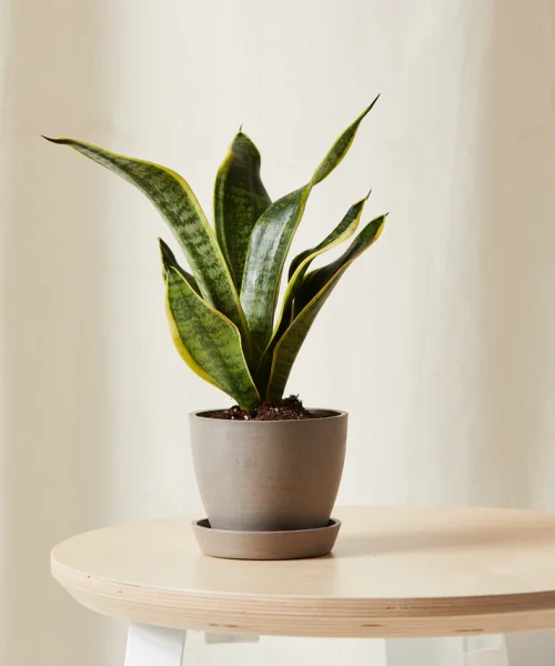 Snake Plant
